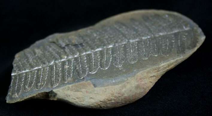 Fern Fossil From Mazon Creek - Million Years Old #2147